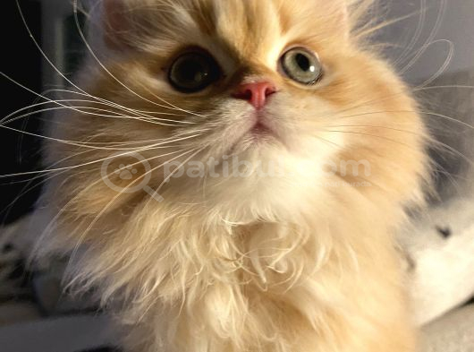British shorthair Erkek özel renk