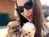 Özel Seri Pomeranian Boo Yavruları