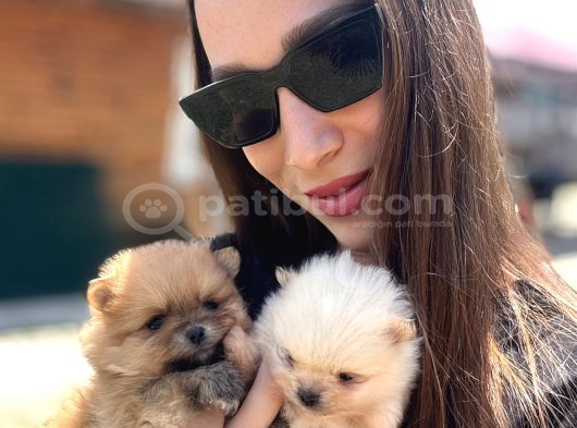 Özel Seri Pomeranian Boo Yavruları görsel