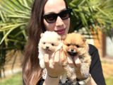 Özel Seri Pomeranian Boo Yavruları