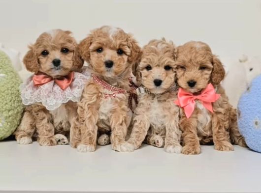 Veteriner Kontrolleri Tam Maltipoo Yavrular