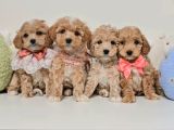 Veteriner Kontrolleri Tam Maltipoo Yavrular