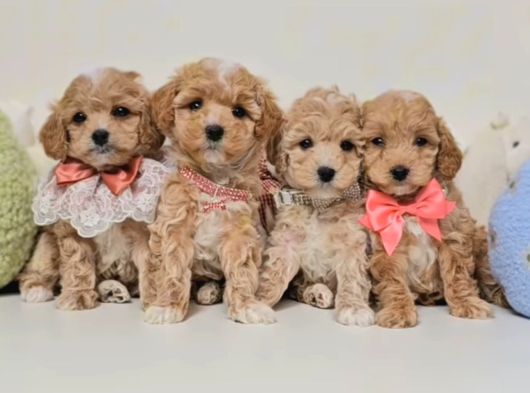 Veteriner Kontrolleri Tam Maltipoo Yavrular görsel