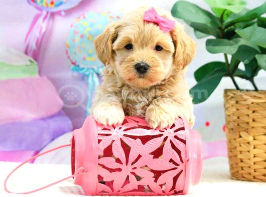 Oyun Ve Akıllı Eğitilebilir Maltipoo Bebekler görsel