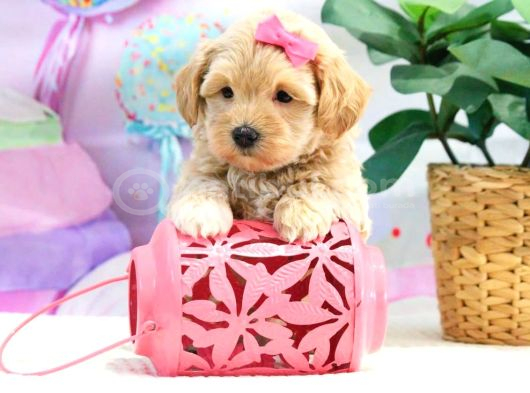 Oyun Ve Akıllı Eğitilebilir Maltipoo Bebekler görsel