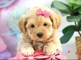 Oyun Ve Akıllı Eğitilebilir Maltipoo Bebekler