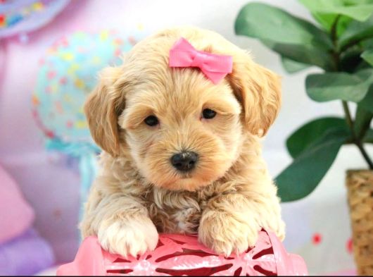 Oyun Ve Akıllı Eğitilebilir Maltipoo Bebekler görsel