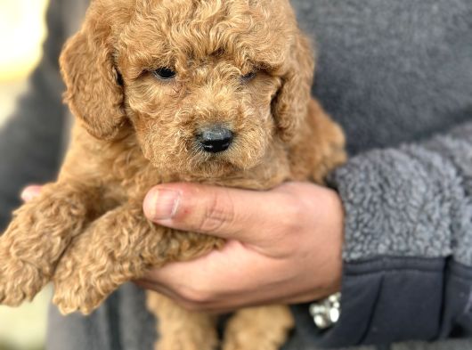 Gerçek Teddy Bear Toy Poodle Yavruları görsel