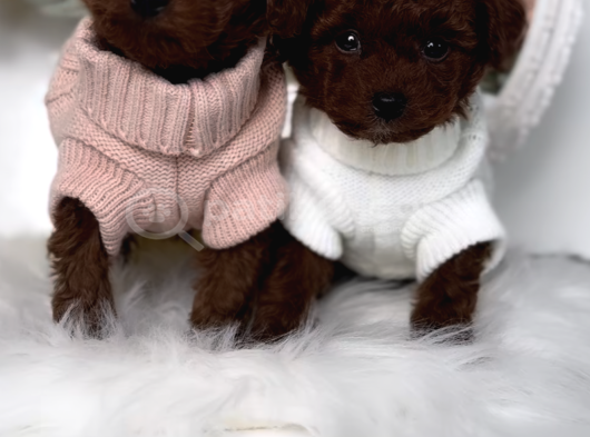 Irk Ve Sağlık Garantili Red Brown Toy Poodle görsel