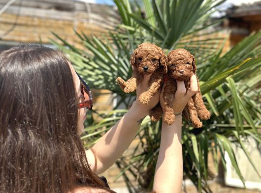 Teacup Toy Poodle Yavruları  Sağlıklı Ve Sosyal