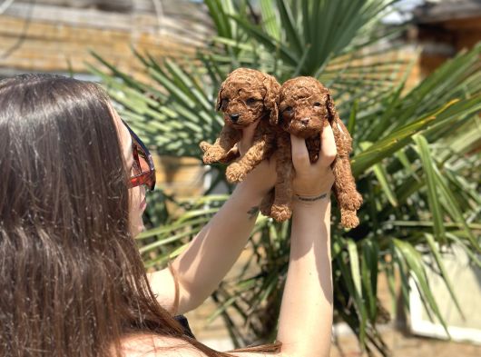 Teacup Toy Poodle Yavruları  Sağlıklı Ve Sosyal görsel