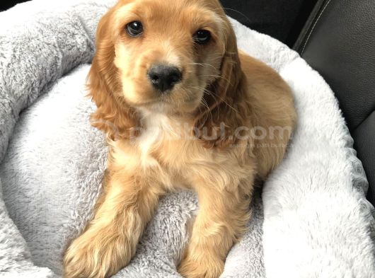 Irk Garantili Coocker Spaniel Yavruları görsel