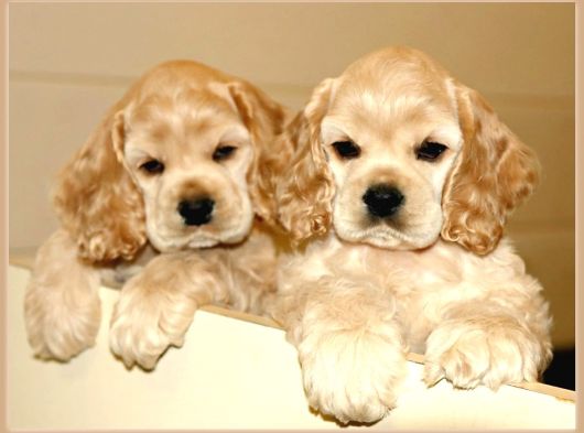 Irk Garantili Coocker Spaniel Yavruları görsel