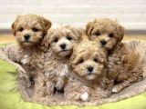 Teacup Maltipoo Bebeklerimiz Aşılı Ve Irk Garantili