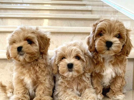 Teacup Maltipoo Bebeklerimiz Aşılı Ve Irk Garantili