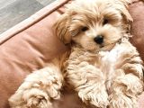 Teacup Maltipoo Bebeklerimiz Aşılı Ve Irk Garantili