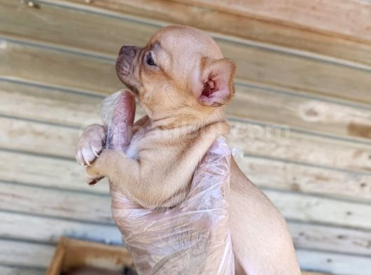 Vonalp Pet Garantisiyle Efsane Güzelli̇kte Chihuaha Yavrular görsel