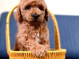 A Kali̇te Malti̇poo Yavrularim