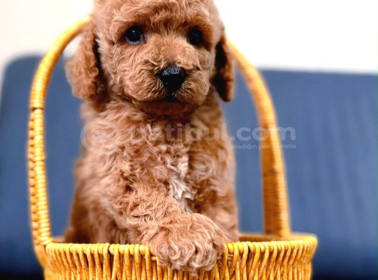 A Kali̇te Malti̇poo Yavrularim görsel
