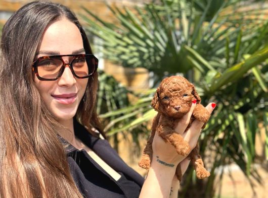 Teacup Toy Poodle Yavruları  Sağlıklı Ve Sosyal görsel