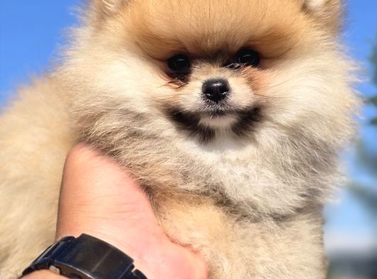 Boo Face Pomeranian Yavruları görsel