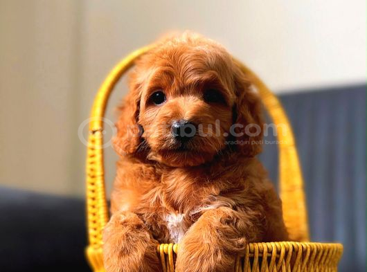 Minnak maltipoo yavrum