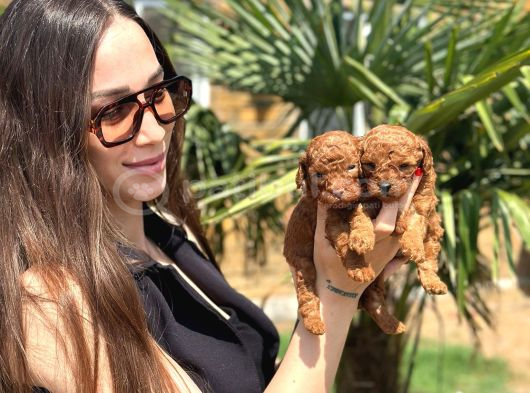 Mavi Göz Kahve Burun Toy Poodle görsel