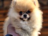 Boo Face Pomeranian Yavruları