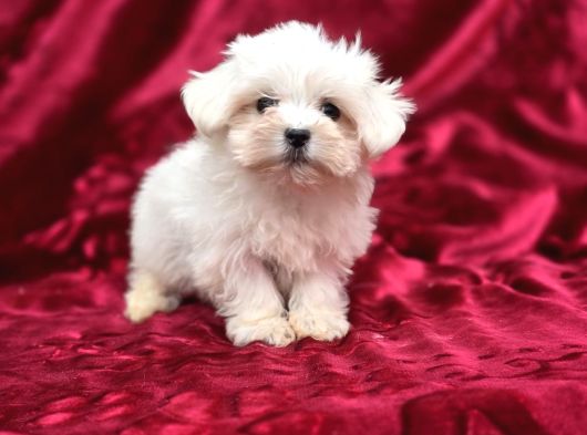 Safkan Maltese Terrier Yavruları