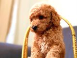 A Kali̇te Malti̇poo Yavrularim