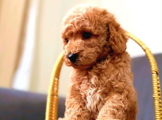 A Kali̇te Malti̇poo Yavrularim görsel