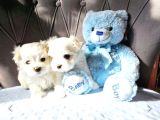 Kore Teacup Maltese Terrier Bebeklerimiz