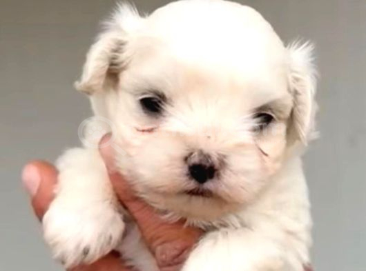 Kore Teacup Maltese Terrier Bebeklerimiz görsel