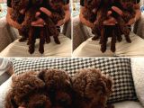 Teacup Kore Poodle Bebeklerimiz