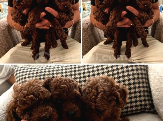 Teacup Kore Poodle Bebeklerimiz görsel