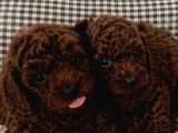 Teacup Kore Poodle Bebeklerimiz