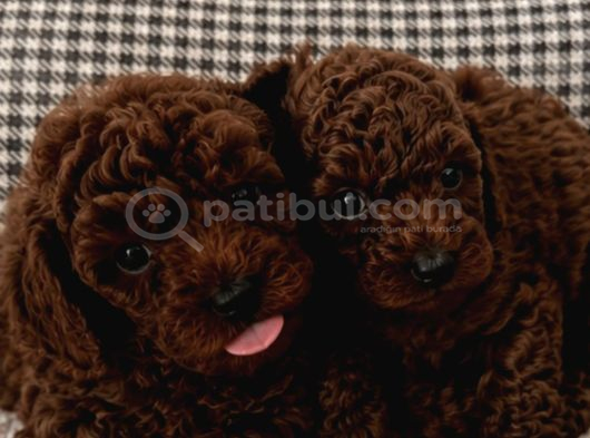Teacup Kore Poodle Bebeklerimiz