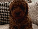 Teacup Kore Poodle Bebeklerimiz
