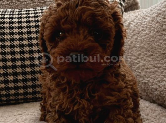 Teacup Kore Poodle Bebeklerimiz görsel