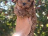 Orjinal Maltipoo Yavrusu Adana