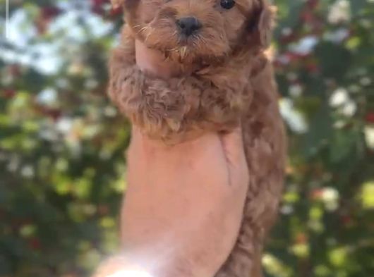 Orjinal Maltipoo Yavrusu Adana