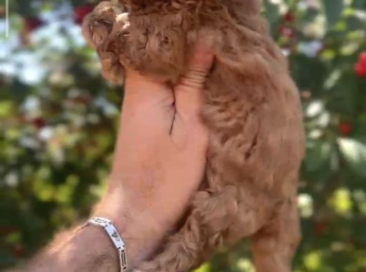 Orjinal Maltipoo Yavrusu Adana görsel