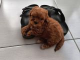 Orjinal Maltipoo Yavrusu Adana