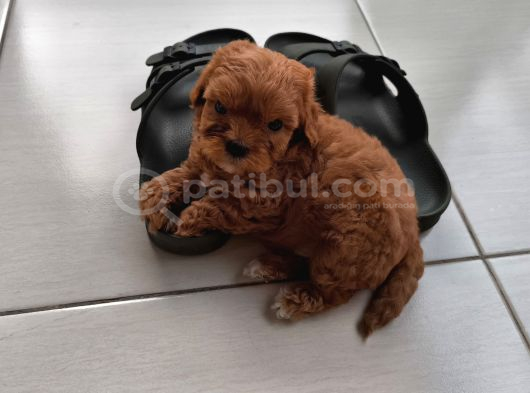Orjinal Maltipoo Yavrusu Adana görsel