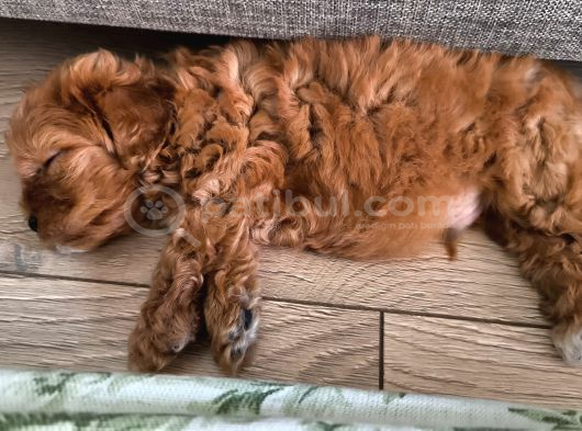 Orjinal Maltipoo Yavrusu Adana görsel