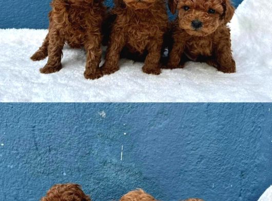 Anatomi̇ Hari̇kasi Oyuncak Boy Poodle Bebekler görsel