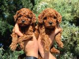 Anatomi̇ Hari̇kasi Oyuncak Boy Poodle Bebekler