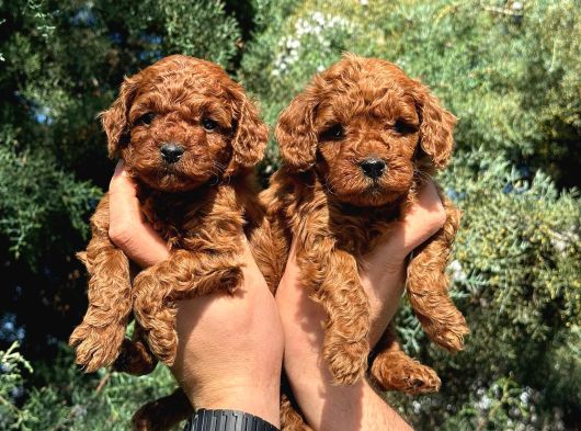 Anatomi̇ Hari̇kasi Oyuncak Boy Poodle Bebekler