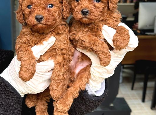 Anatomi̇ Hari̇kasi Oyuncak Boy Poodle Bebekler görsel