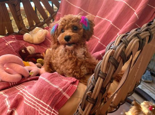 6 Aylık Dişi Çok Güzel Toy Poodle görsel